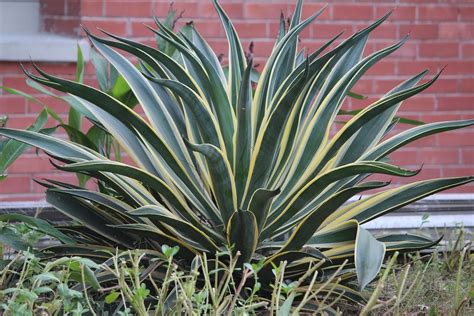 Are Snake Plants Toxic To Cats? How To Keep Them Away