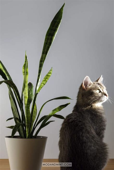 Are Snake Plants Toxic To Cats? What You Should Know