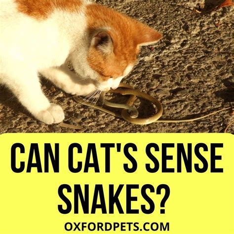 Are Snakes Afraid of Cats? — Snakes for Pets