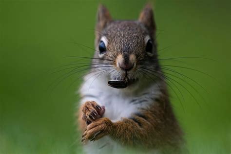 Are Squirrels Omnivores, Herbivores Or Carnivores?