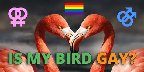Are There Homosexual Birds