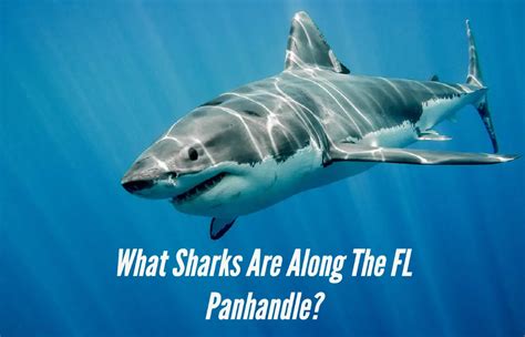 Are There Sharks Along the Beaches of the Florida Panhandle?