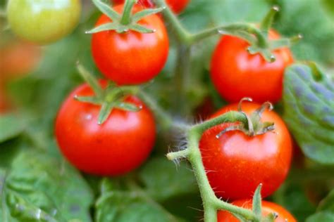 Are Tomato Plant Leaves Actually Poisonous to Humans?