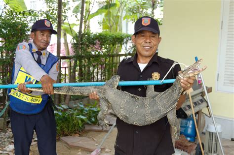 Are Typical Thai "Tokay" Lizards Dangerous? If not, then WHY are …