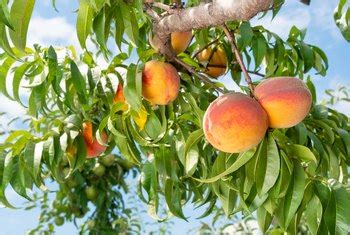 Are Vine Peaches Perennials? Home Guides SF Gate