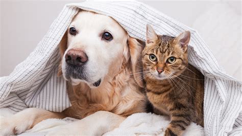 Are You Thinking What to Choose Cats or Dogs as a Pet