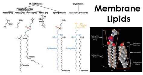 Are all lipids amphipathic.  Membrane Lipids Lipids form the basic structure ...