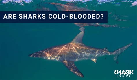 Are all sharks cold-blooded? - Vivspaces.com