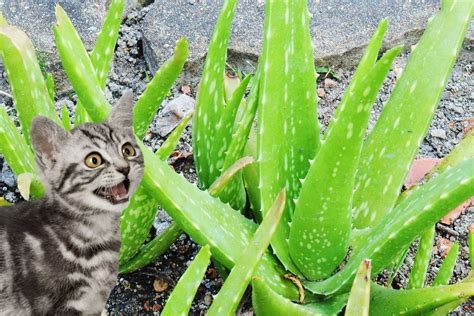 Are aloe plants toxic to cats. 