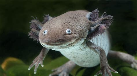 Are axolotls endangered. Axolotl facts. Axolotls retain larval features into adulthood. Axolotls have large external gills for oxygen exchange. They have a large tail which helps them swim. Axolotls have an incredible ability to regenerate digits and limbs and even parts of their brain. This amazing ability has made them a focal species for human … 