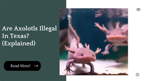 Are axolotls illegal in texas. As of August 1, 2021, it is legal to import, export, sell, and possess Mexican Axolotls (Ambystoma mexicanum) in Virginia. No permit is required. 