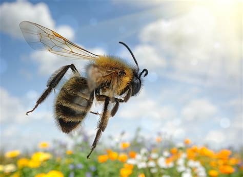 Are bees endangered. Despite 25% of bee species being endangered, there are no laws or legislation to protect them. Although bees are not protected, a process called bee farming is becoming more popular. Bee farming aims to keep bees healthy and in the best pollinating condition possible. 