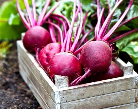 Are beets a vegetable. Jan 9, 2024 · Swiss chard. Beets. Asparagus. Red cabbage. Sweet potatoes. Collard greens. Cauliflower. While all vegetables are nutritious, some are more nutritious than others. If you’re looking to spice up ... 