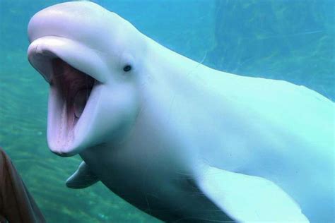 Are beluga whales friendly. 18 Sept 2014 ... ... friendly whale excitedly swims ... Rare Encounter With Friendly Beluga Whale ... Beluga Whales of the Mystic Aquarium | JONATHAN BIRD'S BLUE WORLD. 
