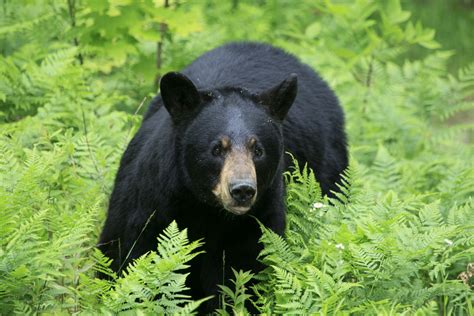 Are black bears dangerous. Unlike its name suggests, a black bear’s fur ranges from grey to blue-grey, black, cinnamon and even white! Adults are between 1.5 and 1.8 m (5–6 ft) long and can weigh between 90 and 272 kg (200–600 lbs). While this may sound large, black bears are the smallest North American bear. The black bear’s flat back distinguishes it from a ... 