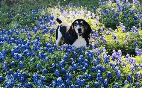 Are bluebonnets poisonous for dogs, cats?