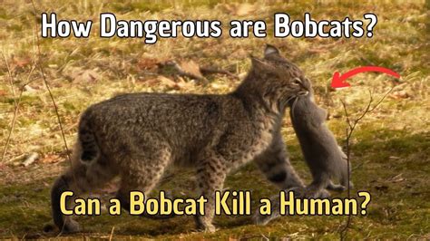 Are bobcats dangerous. Things To Know About Are bobcats dangerous. 