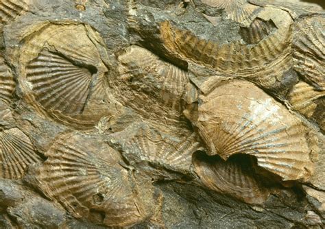A study in 2007 concluded the brachiopods were especially vulnerable to the Permian–Triassic extinction, as they built calcareous hard parts (made of calcium carbonate) and had low metabolic rates and weak respiratory systems. . 