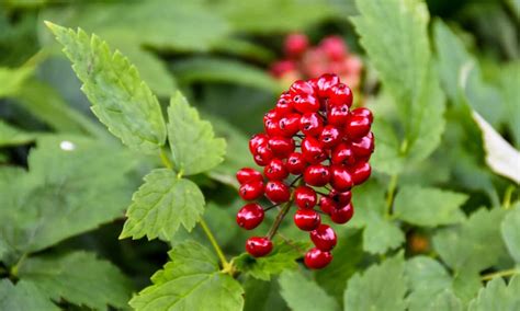 Eating too many buffaloberries in any form causes diarrhea (Marles et al. 2000: 169) and may be fatal. The substance that causes the buffaloberry to become frothy when beaten …. 