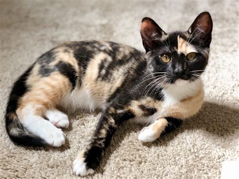 The cat has a unique color pattern and fabulous fur that they retain regardless of their sex, breed, and age. The only problem is obtaining the calico cat, especially the male, because it is rare. Calicos cats cost anywhere between $400 and $2,000. The price depends on its age, sex, and breed. Male Calico cats are rarer and cost more.. 