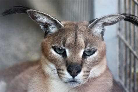 Yes, you can have a caracal as a pet in the United Stat