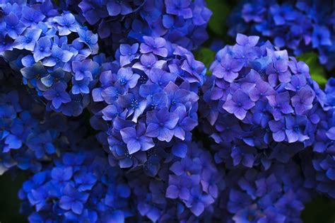 Are chicken manure pellets good for hydrangeas? - Eco Family …