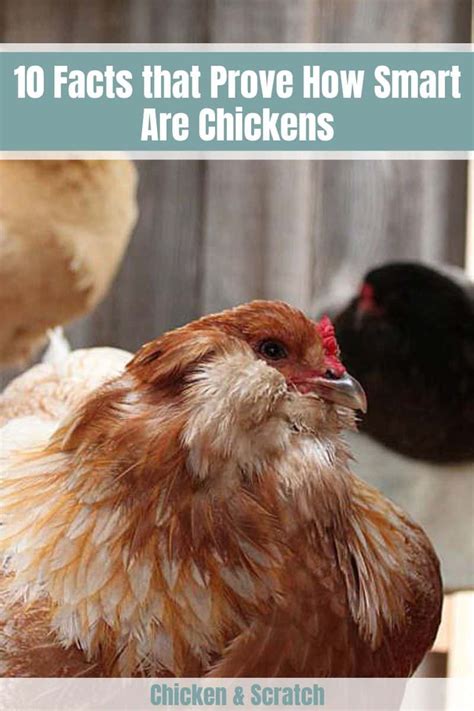 Are chickens smart. Things To Know About Are chickens smart. 