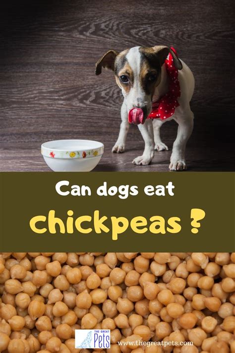 Are chickpeas good for dogs. Canned chickpeas are safe for your dog if they’re plain and rinsed very well. Canned legumes typically have a ton of salt in the liquid they’re canned with, and a lot of sodium isn’t good for your dog. A 30-pound dog should only have 100 milligrams of sodium per day, and one serving of canned chickpeas has over 700 milligrams of sodium! 