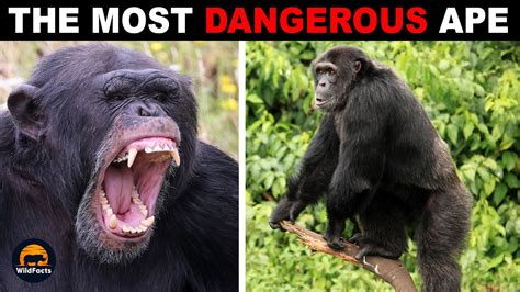 Are chimpanzees dangerous. Chimpanzees can be dangerous if they feel threatened. Yes, chimpanzees can be dangerous. Chimpanzees will hunt in groups in the wild to kill and eat monkeys. This may sound dangerous, but they are wild animals. Many other animals hunt in groups to kill prey, especially carnivores that rely on meat to live. 