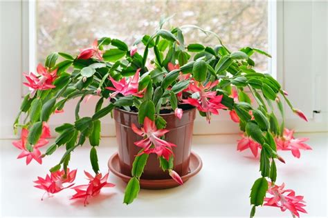 Cat owners may ask themselves: is Christmas cactus poisonous to cats? Far from a spine-covered drought-resistant desert plant as are most cactuses, Christmas cactus is a very long-lived rainforest succulent plant. It is an epiphyte, native to Brazilian rainforests, where it grows in the treetops. It has flattened waxy leaves with rounded teeth .... 