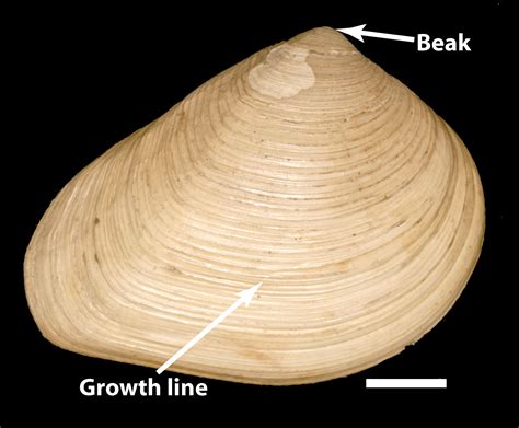 Shell. The generally accepted systematic name (in contrary to some others) of all mussels, clams and scallops - Bivalvia - the two-valve molluscs - refers to the most important character of all bivalves, that separates them from all other molluscs: The shell is separated into two pieces.. 