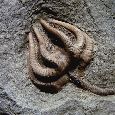 Brachiopods are marine animals that secrete a shell consisting of two parts called valves. Their fossils are common in the Pennsylvanian and Permian limestones of eastern Kansas. Brachiopods have an extensive fossil record, first appearing in rocks dating back to the early part of the Cambrian Period, about 541 million years ago.. 