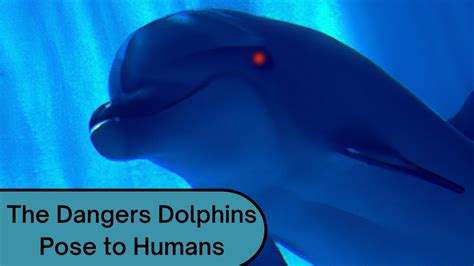 Are dolphins dangerous. Dolphin human interaction could result in negatively affecting dol phin behavior, something that is considered harassment under United States federal law. When people swim with resting wild dolphins, the dolphins may cease their resting state to investigate or avoid the swimmers, causing a “disruption of behavioral patterns”. 