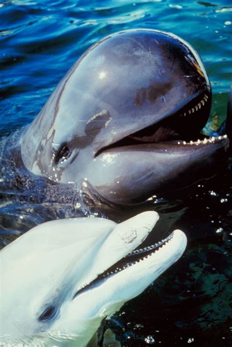 Are dolphins whales. Climate change is a fundamental threat to whales, dolphins and porpoises. Unless radical actions are taken, some whale and dolphin populations may not be able to adapt quickly enough to survive. For example, the northern Indian Ocean is fringed by land, limiting the ability of species to move northwards into cooler habitat as waters become warmer. 