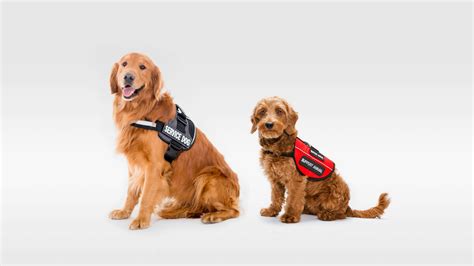 Are emotional support animals service animals. The primary distinction between service animals and Emotional Support Animals is that service animals are specifically trained to carry out tasks directly related to a person’s disability, such as guiding and alerting individuals with sensory issues. Emotional support animals provide crucial emotional comfort and support but do not ... 