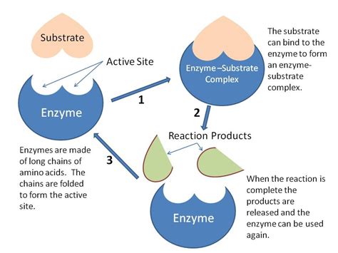 Are enzymes consumed or changed in a reaction?