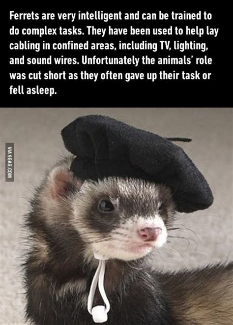 Are ferrets smart. Things To Know About Are ferrets smart. 
