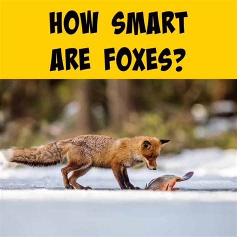 Are foxes smart? - Answers