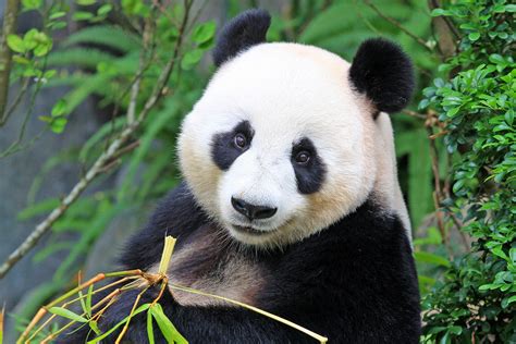 Are giant pandas endangered. Giant pandas' habitat in the wild today is limited to the mountains of China, but their appetite remains unlimited. They spend nearly every waking moment eat... 