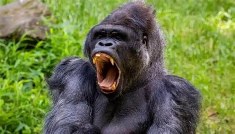 Are gorillas dangerous. Jul 23, 2021 ... They are patriarchal, ambitious, excitable and violent. They band in aggressive groups to hunt down others often in bloody, brutal and fatal ... 