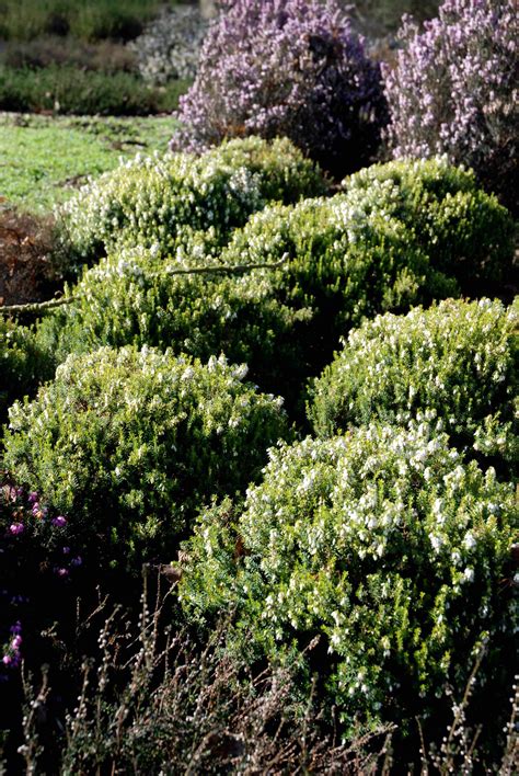 Are heathers good groundcover? The Biking Gardener