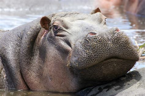 Are hippos dangerous. Hippos can be dangerous, even to seasoned wildlife handlers, due to their unpredictable nature and short fuse. They may attack canoes and boats on waterways, as well as people and other animals who may approach too closely to their territory, as a result of their aggressive disposition and sensitivity to dangers. 