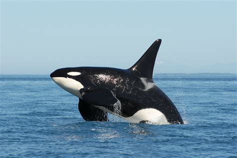 Are killer whales whales. killer whale. A pod of killer whales (Orcinus orca)—a species with a patchy distribution in all oceans—swimming at the surface off the coast of the Kamchatka Peninsula, Russia, 2012. (more) Killer … 