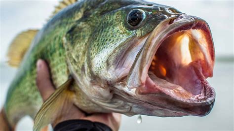 Are largemouth bass native to Colorado? [Expert Review!]