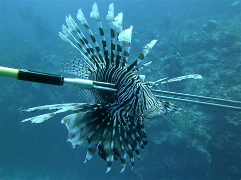 Are lionfish poisonous. The expansion of the lionfish in Caribbean waters is one of the greatest threats to marine ecosystems. But in the region, fishermen, divers, and chefs have teamed up to rid the reefs of the ... 