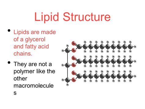 Are lipids polymers? - Answers