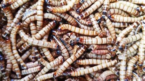 Are maggots harmful to humans? - YouTube