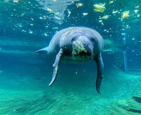 Are manatees dangerous. Trichechus inunguis. ( Natterer, 1883) Amazonian manatee range. The Amazonian manatee ( Trichechus inunguis) is a species of manatee that lives in the Amazon Basin in Brazil, Peru, Colombia and Ecuador. [2] It has thin, wrinkled brownish or gray colored skin, with fine hairs scattered over its body and a white chest patch. 