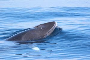 Are minke whales dangerous to humans?