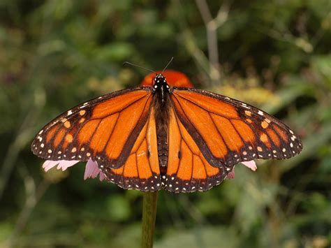 Are monarch butterflies poisonous. Monarch butterflies are not poisonous to pets, but they don't taste good. “Because they eat locally, and that plant contains toxins, they ingest those toxins and they become part of their body ... 